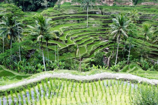 Reis Terassen am Bratan-See