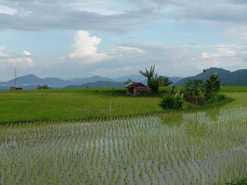 Tanah Datar Reisfelder