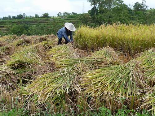 Reisernte Westsumatra