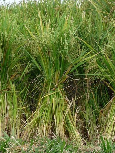 Reisähren in Westsumatra