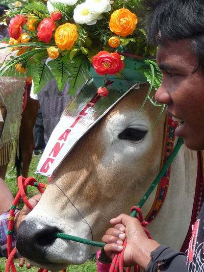 Rind Wettkampfsieger