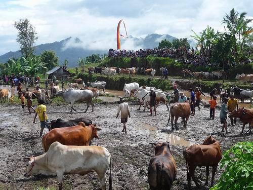 Wettkampf im Reisfeld Pacujawi