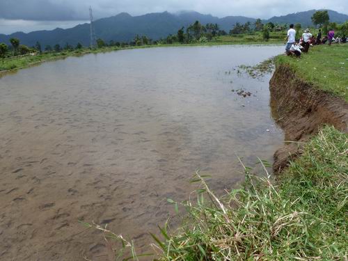 Reisfled pflügen pacu jawi