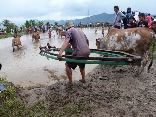 Pflug aus Bambus beim Stierwettkampf