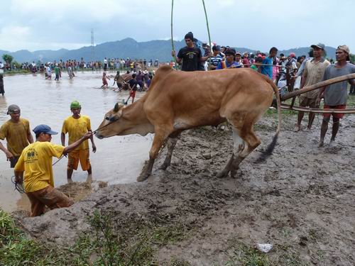 Rind beim Wettkampf in Westsumatra