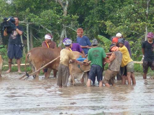 Stiere Reisfeld Westsumatra
