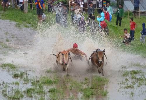 Büffelreiter Jokey in Sumatra