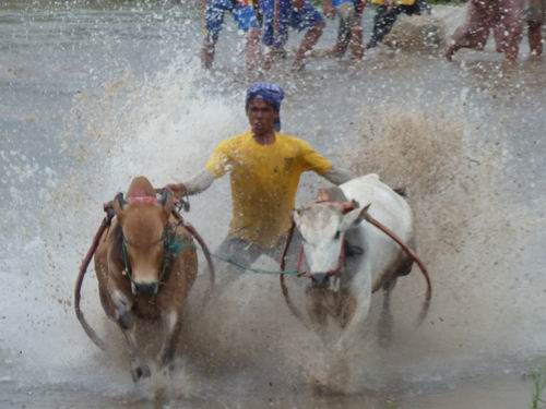 Gespann im Wettkampf