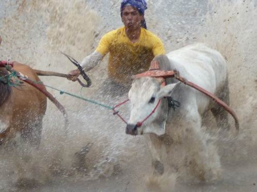 Reiter im Wettkampf Pacu Jawi