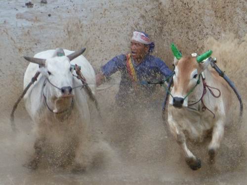 Wettkämpfer Pacu Javi