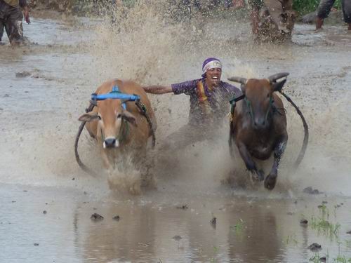 Sieger im Pacu Jawi Wettreiten