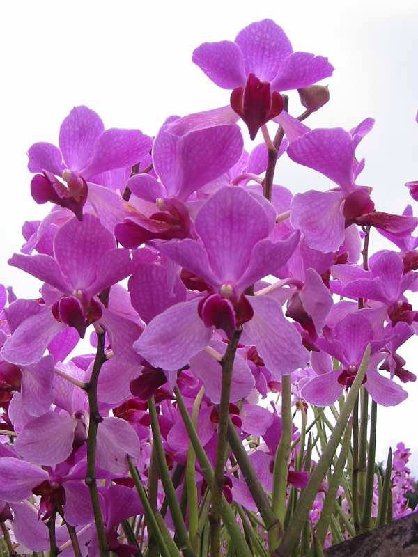 Blumenpracht Orchideen