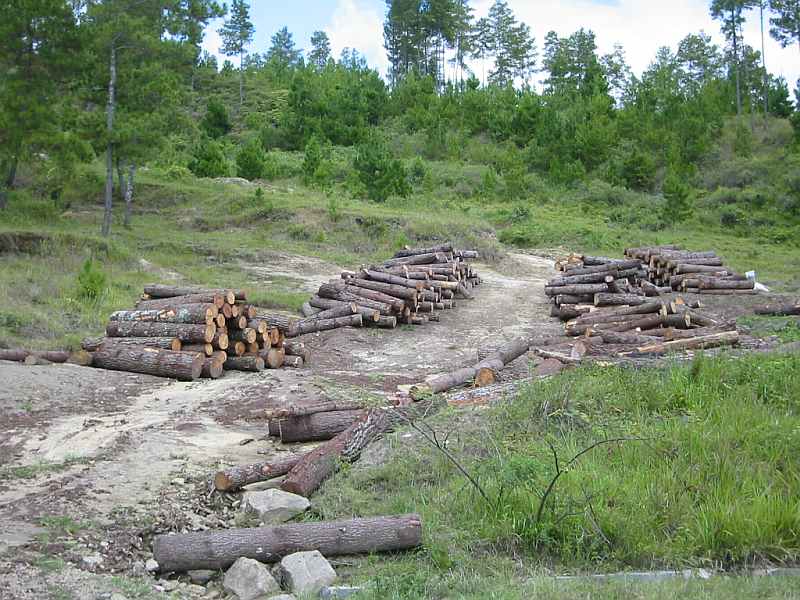 Abholzung Samosir Abholzung