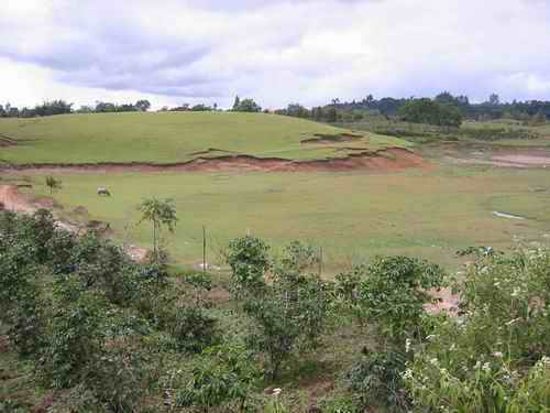 Ufer mit Weide Ufer grün bewachsen
